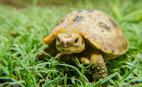 Domowy hotel dla małych zwierząt Milusiński