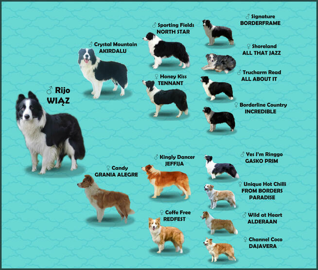 Reproduktor - Krycie - Border Collie