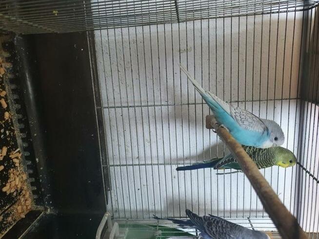 Domowy hotel dla małych zwierząt Milusiński