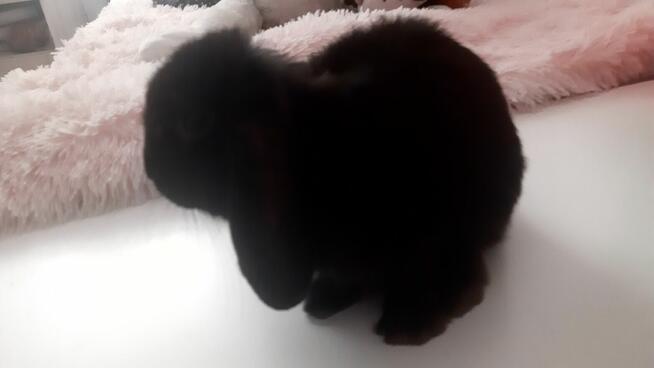 Piękny królik Mini lop czarny