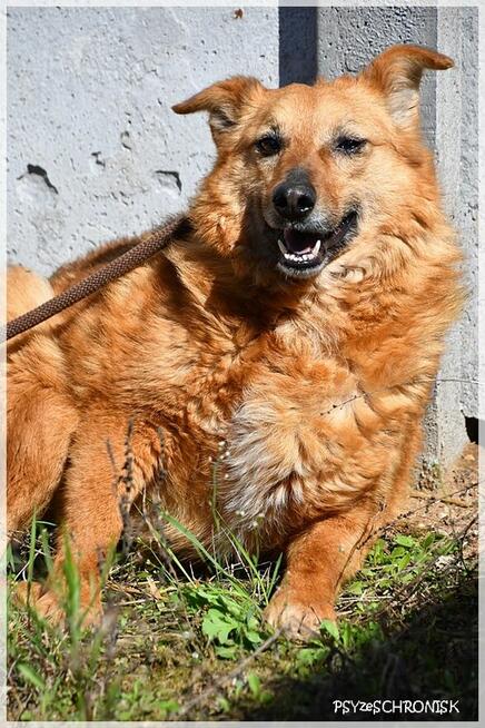 Ruta – niewielka suczka z wielkim bagażem doświadczeń