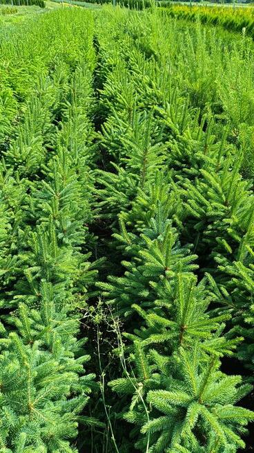 Świerk pospolity 70-90 cm