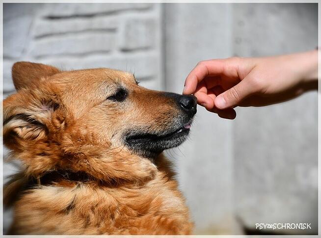 Ruta – niewielka suczka z wielkim bagażem doświadczeń