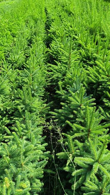 Świerk pospolity 70-90 cm