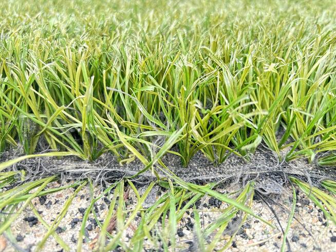 Rolki sztucznej Trawy z boiska.Rolki pod Taras/Ogród