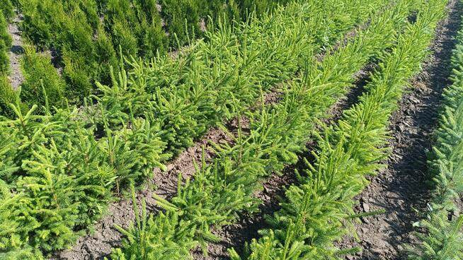 Świerk pospolity 70-90 cm