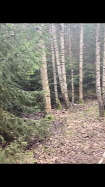 Działka leśna o powierzchni 2,36 ha w MPZP jest