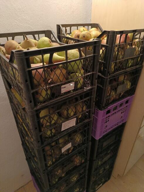 Gruszki klapsa z naszego sadu cena od 1,50 -2 zł.