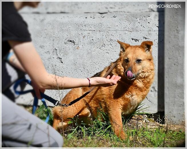 Ruta – niewielka suczka z wielkim bagażem doświadczeń