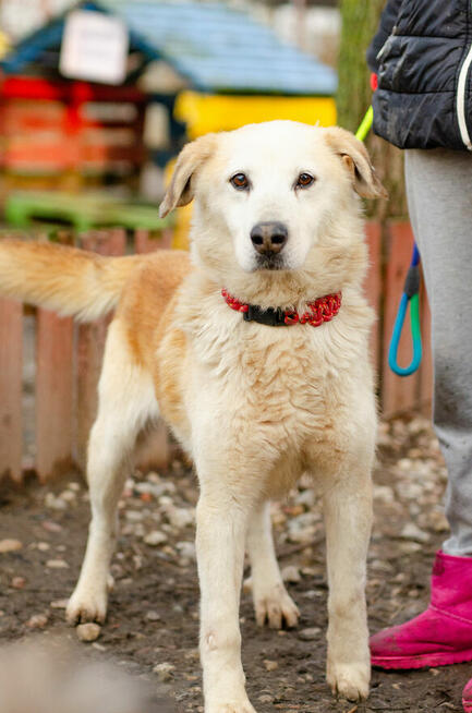 Jancio - biszkoptowy LABEK mix do pokochania!