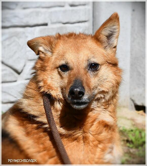 Ruta – niewielka suczka z wielkim bagażem doświadczeń