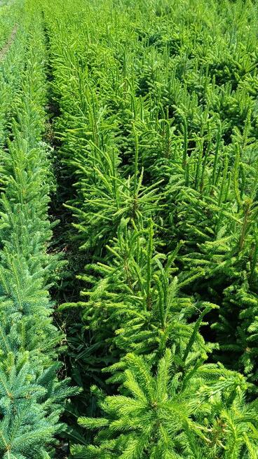 Świerk pospolity 70-90 cm