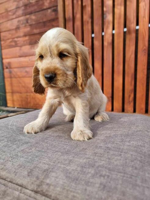 Cocker Spaniel piesek GOTOWY DO ODBIORU