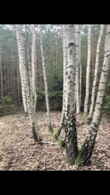 Działka leśna o powierzchni 2,36 ha w MPZP jest