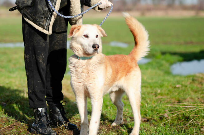 Jancio - biszkoptowy LABEK mix do pokochania!