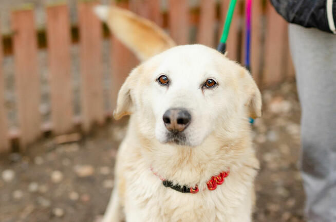 Jancio - biszkoptowy LABEK mix do pokochania!