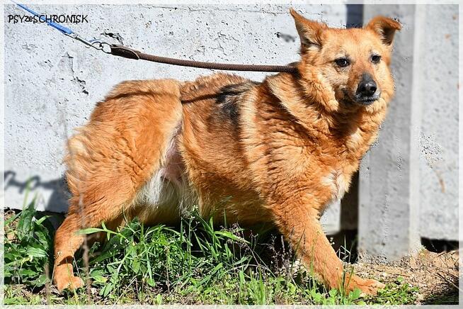 Ruta – niewielka suczka z wielkim bagażem doświadczeń