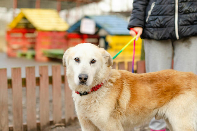 Jancio - biszkoptowy LABEK mix do pokochania!