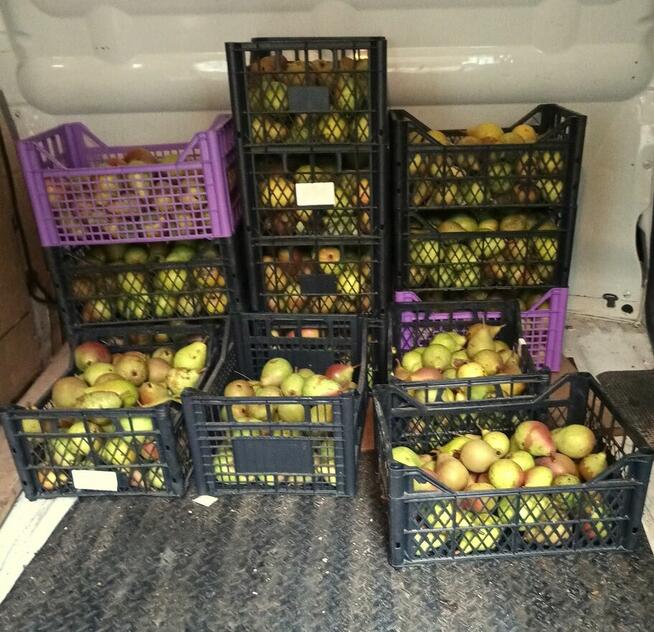 Gruszka Klapsa Faworytka Najtaniej od 1,50-2 zł.za kilogram