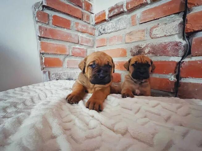 Szczeniaki TOSA INU FCI ZKwP Dolina Rosy