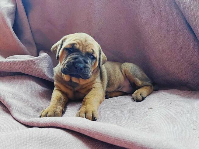 Szczeniaki TOSA INU FCI ZKwP Dolina Rosy