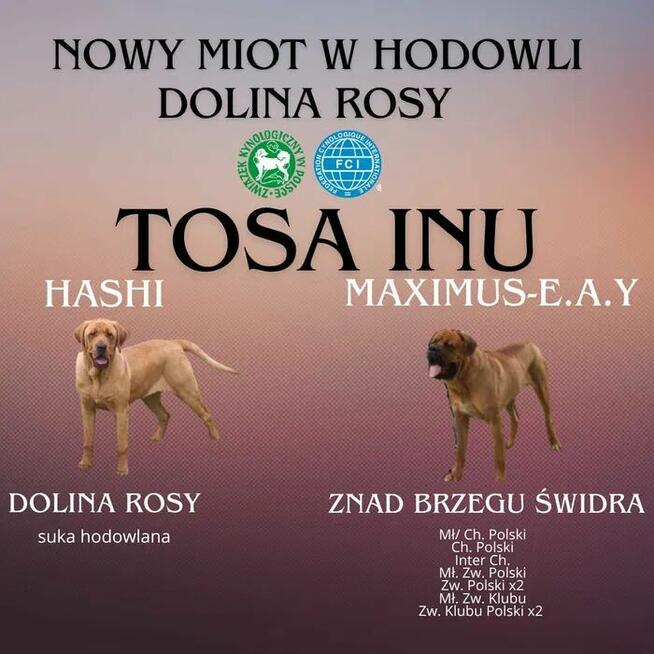 Szczeniaki TOSA INU FCI ZKwP Dolina Rosy