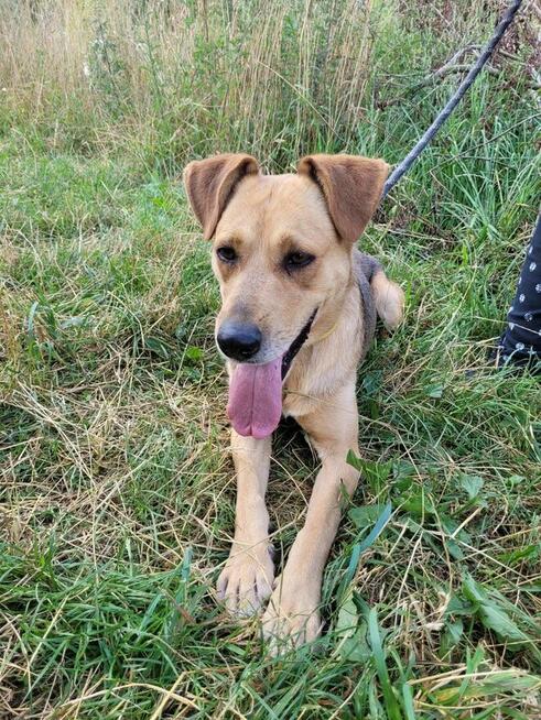 Celnik do adopcji