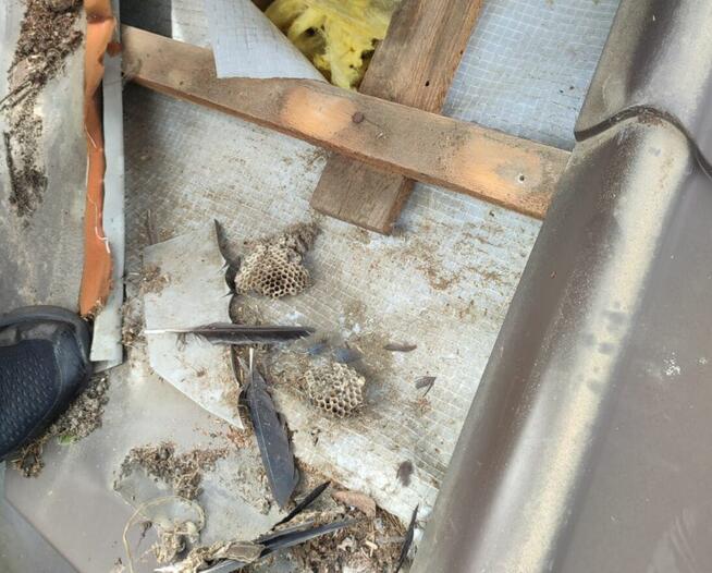 Naprawa dachu po kunie - RZESZÓW