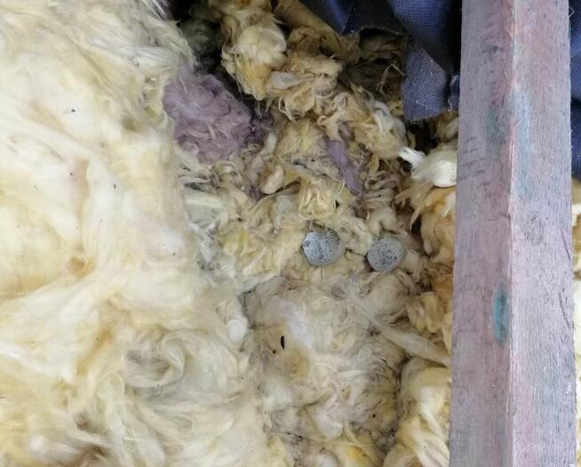 Naprawa dachu oraz izolacji po kunie - UBEZPIECZENIA