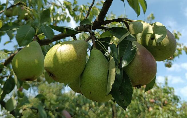 Gruszka Klapsa Faworytka Najtaniej od 1,50-2 zł.za kilogram