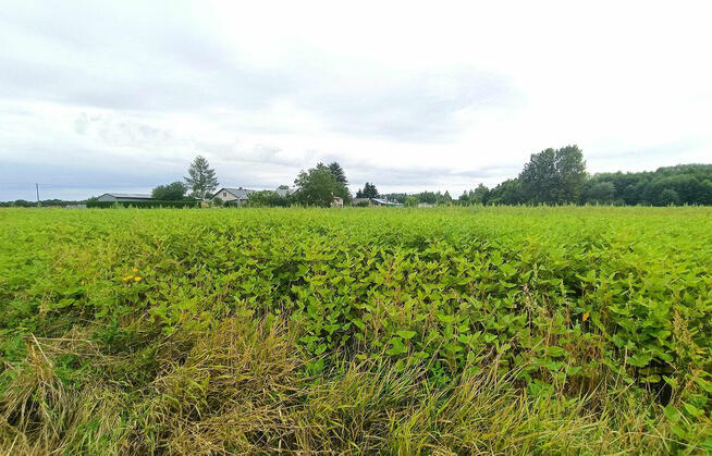 Działki rolne, Werbkowice