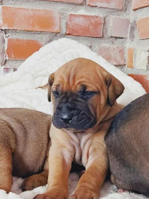 Szczeniaki TOSA INU FCI ZKwP Dolina Rosy