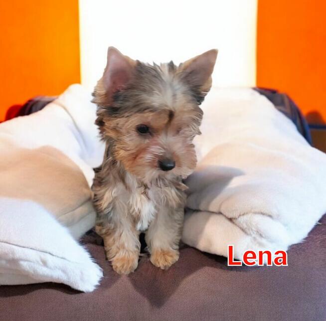 Yorkshire terrier dziewczynka Lena