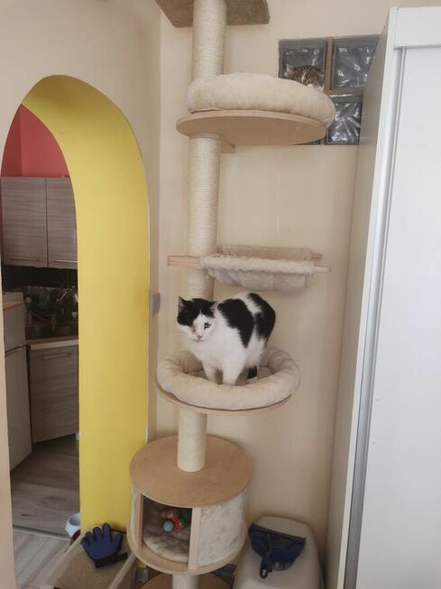 hotel dla Kota 50zl dobą żwirek w cenie