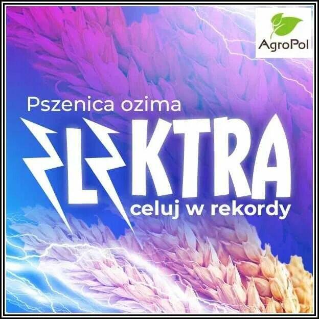 Pszenica Ozima ELEKTRA - Plenna Zdrowa Rekordowa Nasiona Str