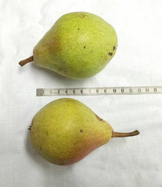 GRUSZKI KLAPSA sprzedam bezpośrednio tel.515514800