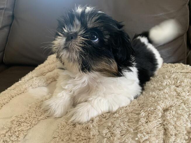 Piesek Shih-tzu Niko