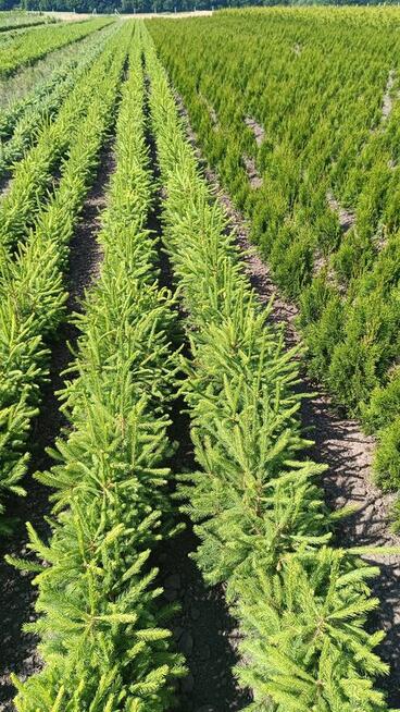 Świerk pospolity 70-90 cm