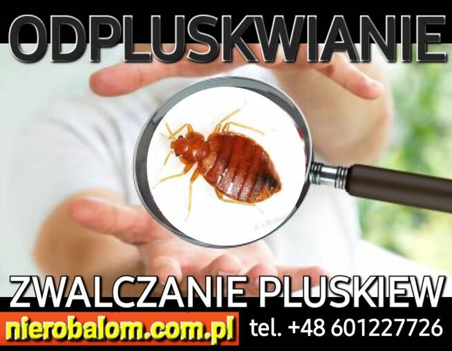 Odpluskwianie Warszawa 24h