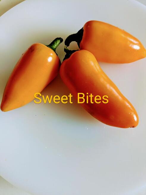 Papryka mini Sweet Bites Nasiona 2024 kolekcja