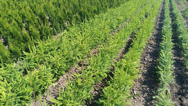 Świerk pospolity 70-90 cm