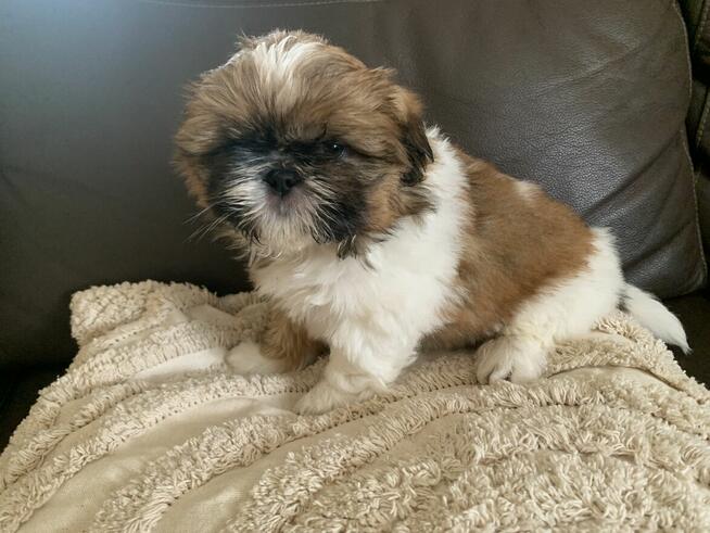 Piesek Shih-tzu tricolor