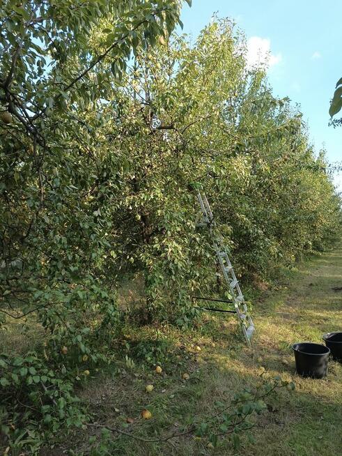 Gruszka Klapsa Sprzedam cena 1,50 zł.tel.515514800