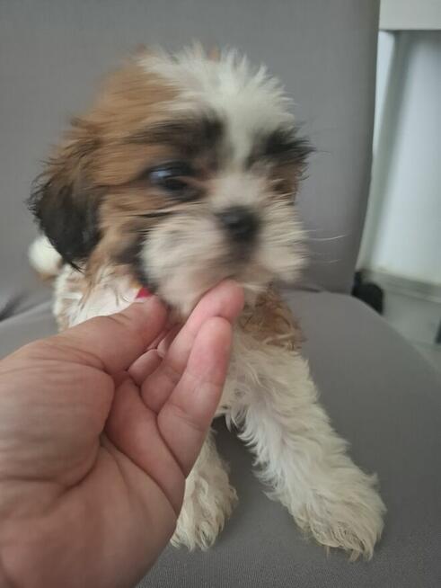 Shih tzu