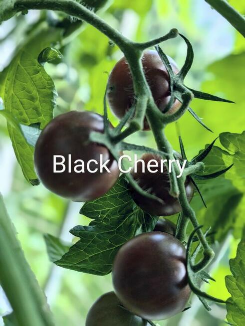 Black Cherry czarny pomidor kolekcja nasiona