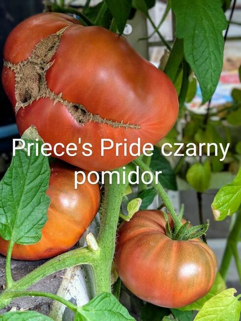 Black Cherry czarny pomidor kolekcja nasiona