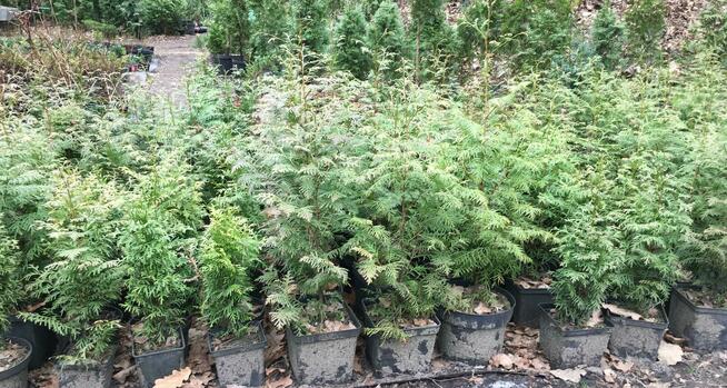 Sprzedam Tuje Brabant/Gigantea w doniczkach o wys.60-80 cm