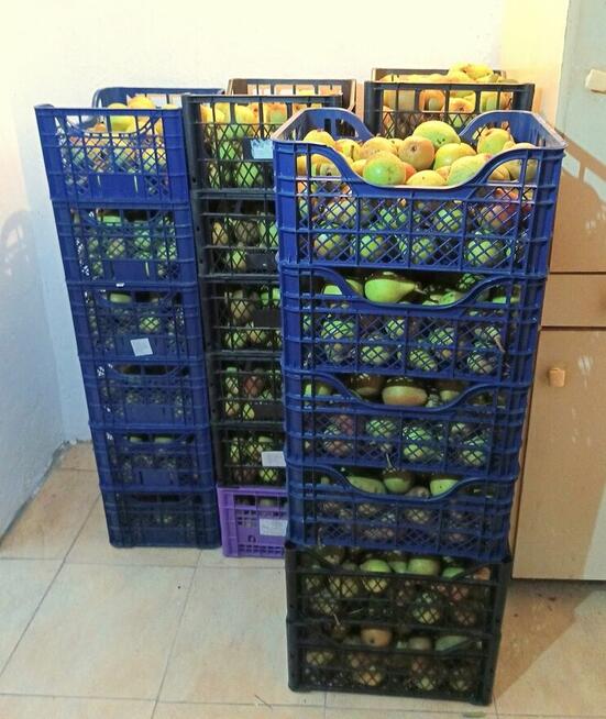 Gruszka Klapsa Sprzedam cena 1,50 zł.tel.515514800