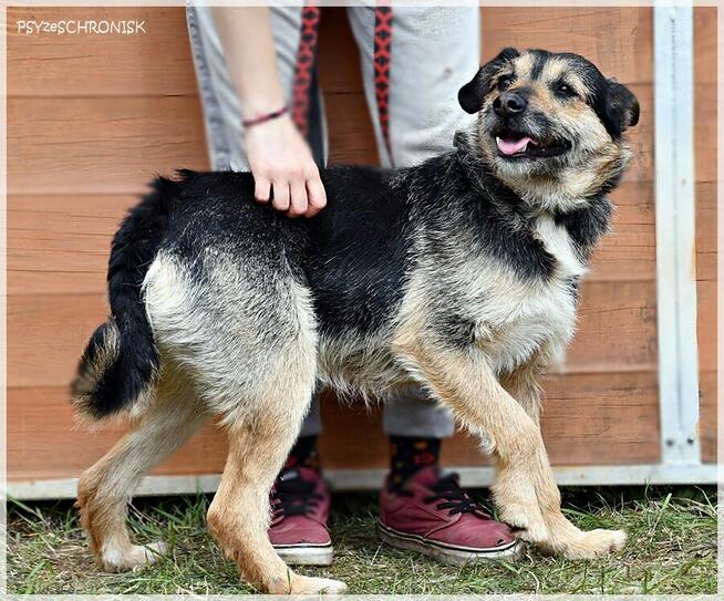 Bzik: daj mu szansę a zbzikuje na Twoim punkcie