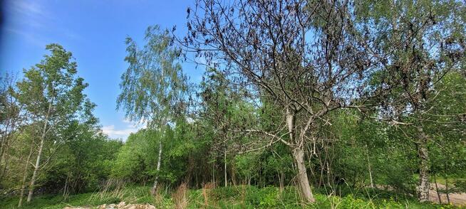 dom na sprzedaż z pięknym ogrodem okazja